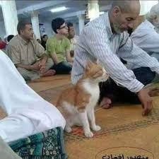 قطعه شعر گربه هرزه نگار